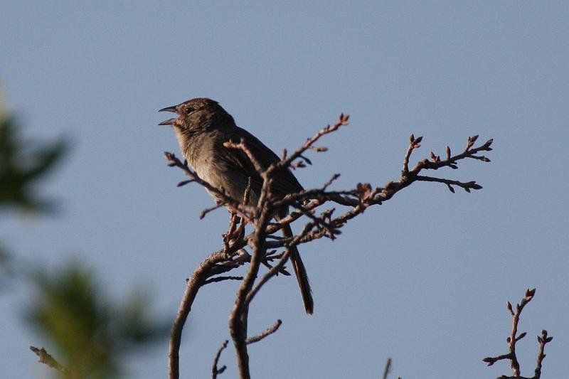 Rufous-crowned Sparrow FtDavis Aug08 148.jpg